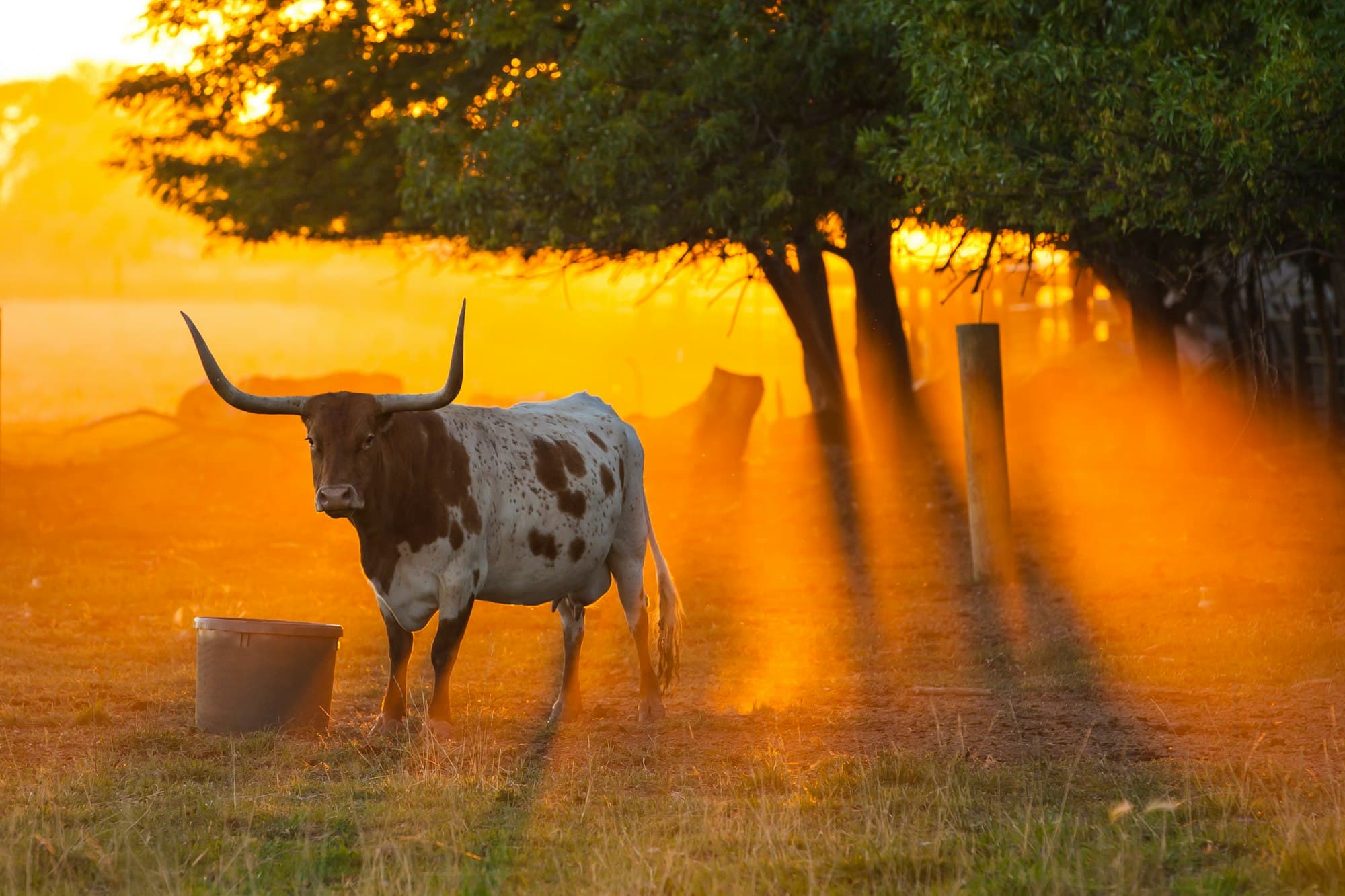 A Texas longhorn on the ranch at golden-hour sunset